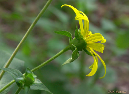 image of Silphium asteriscus var. asteriscus, Starry Rosinweed