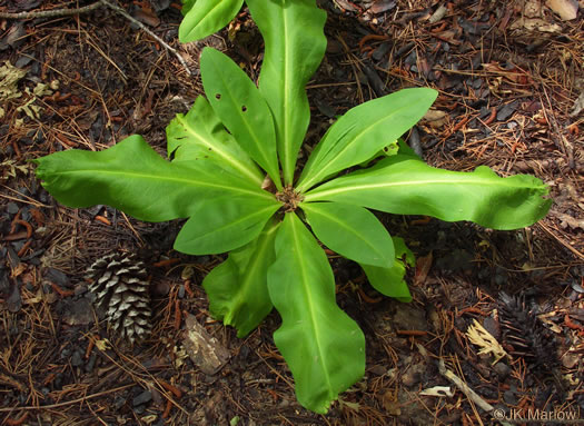 image of Frasera caroliniensis, American Columbo