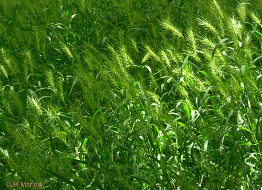 image of Elymus virginicus, Virginia Wild-rye, Common Eastern Wild-rye, Terrell Grass