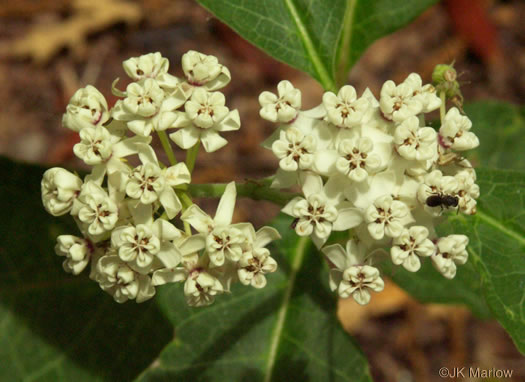 image of Asclepias variegata, White Milkweed, Redring Milkweed, Variegated Milkweed