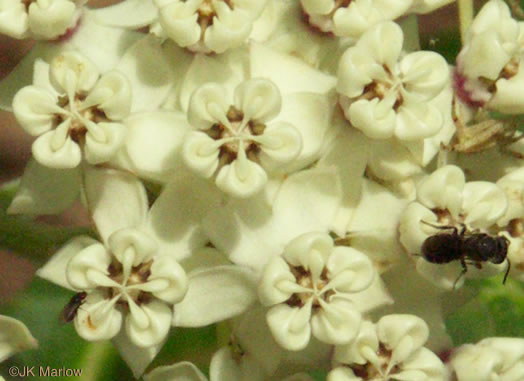 image of Asclepias variegata, White Milkweed, Red-ring Milkweed