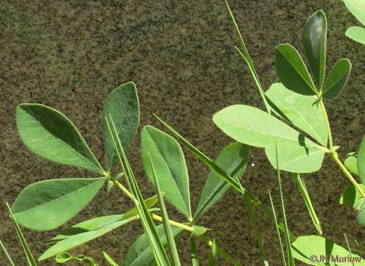 leaf or frond of Baptisia bracteata, Creamy Wild Indigo