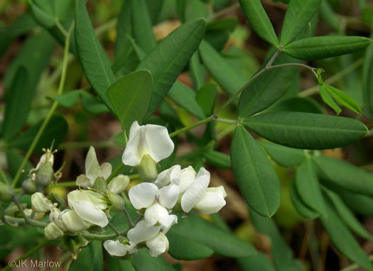 image of Baptisia albescens, Narrow-pod White Wild Indigo, Spiked Wild Indigo