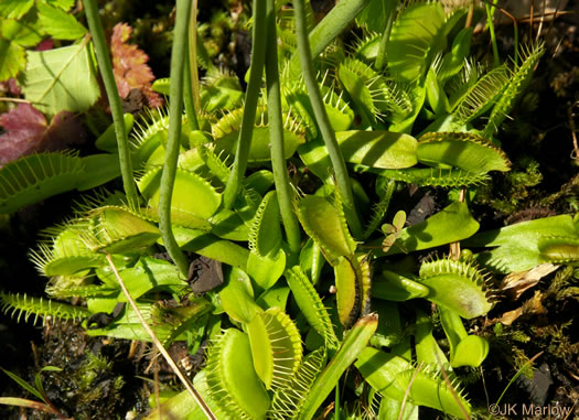 image of Dionaea muscipula, Venus Flytrap, Meadow Clam, Tippitiwitchet