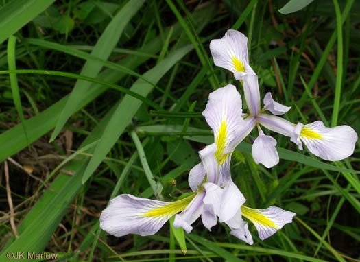 image of Iris shrevei, Shreve's iris, Shreve's Blue Flag iris