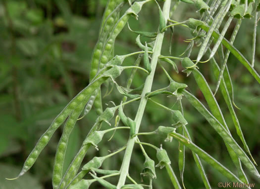 Thermopsis fraxinifolia, Ashleaf Golden-banner