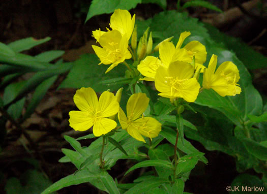 image of Oenothera tetragona, Northern Sundrops, Appalachian Sundrops