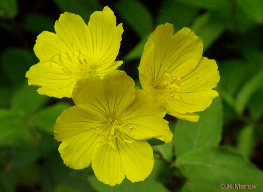 image of Oenothera tetragona, Northern Sundrops, Appalachian Sundrops