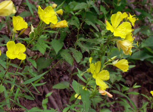 image of Oenothera tetragona, Northern Sundrops, Appalachian Sundrops