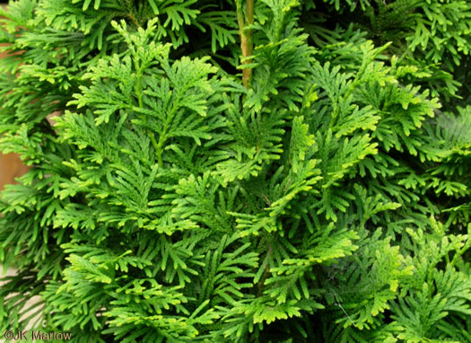 image of Thuja occidentalis, American Arborvitae, Northern White Cedar, Flat Cedar, Eastern Arborvitae