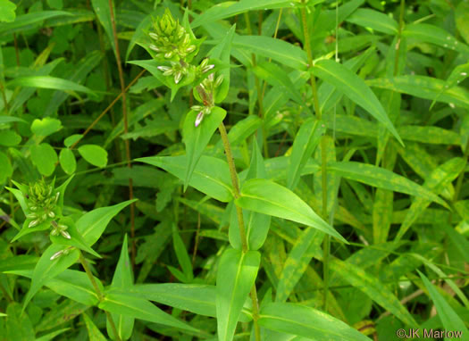 image of Phlox maculata ssp. pyramidalis, Leafy Meadow Phlox, Wild Sweet William