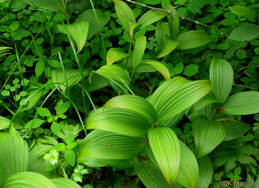 image of Veratrum viride, White-hellebore, Indian Poke, Green Hellebore, Cornhusk Lily