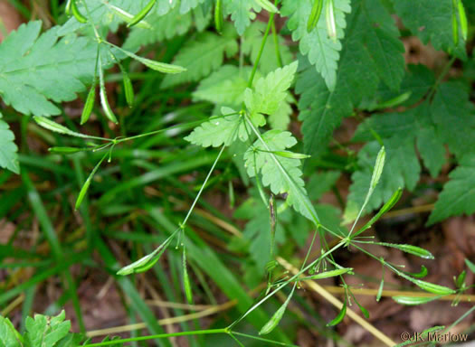 image of Osmorhiza claytonii, Bland Sweet Cicely, Hairy Sweet Cicely