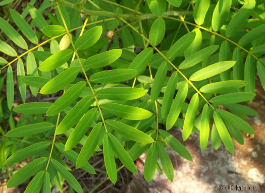 Senna hebecarpa, Northern Wild Senna