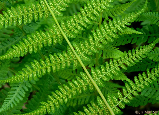 image of Athyrium angustum, Northern Lady Fern