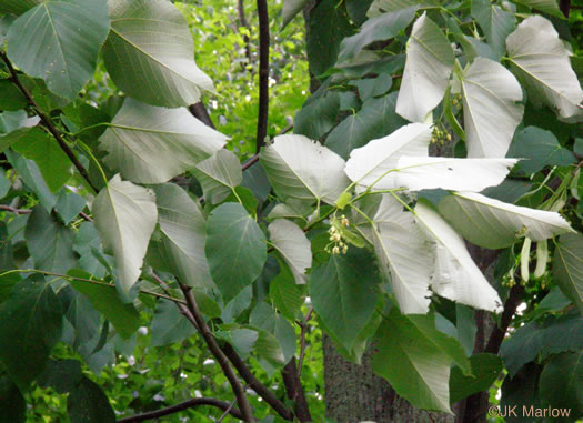 White Basswood (Tilia americana var. heterophylla)