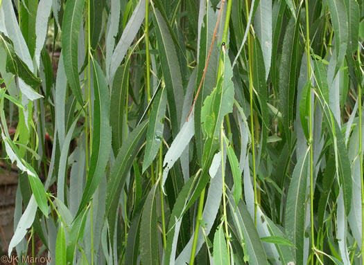 image of Salix babylonica, Weeping Willow