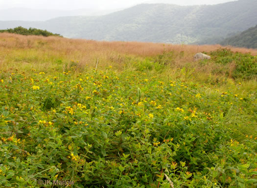 image of Hypericum graveolens, Mountain St. Johnswort