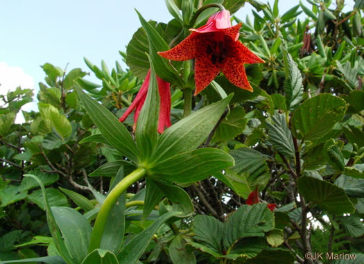 image of Lilium grayi, Gray's Lily, Roan Lily