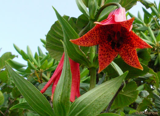 image of Lilium grayi, Gray's Lily, Roan Lily