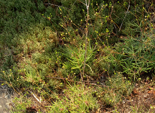 image of Phemeranthus teretifolius, Appalachian Fameflower, Appalachian Rock-pink, Rock Portulaca, Quill Fameflower