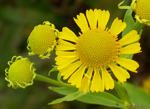 image of Helenium autumnale, Common Sneezeweed