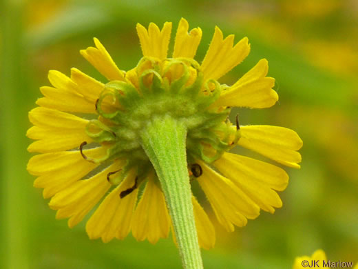 Sneezeweed