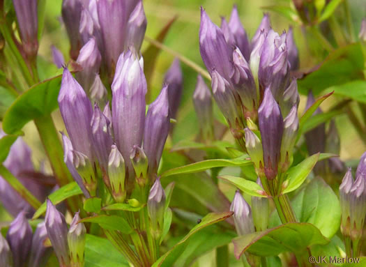 image of Gentianella quinquefolia, Stiff Gentian, Appalachian Gentianella, Fivefinger Gentian, Eastern Agueweed