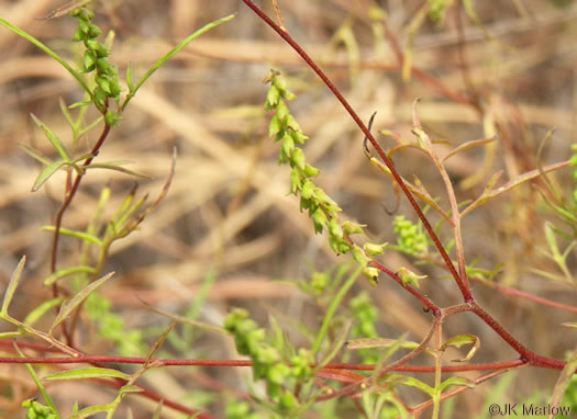 image of Ambrosia species 1, Outcrop Ragweed, Glade Ragweed