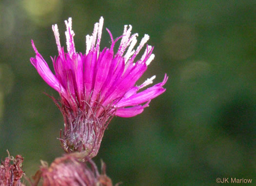 involucral bracts