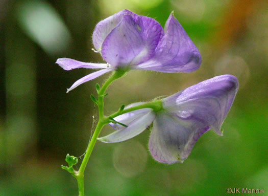 image of Aconitum uncinatum, Appalachian Blue Monkshood, Eastern Blue Monkshood