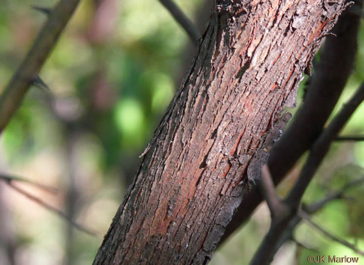 image of Vaccinium arboreum, Sparkleberry, Farkleberry