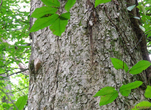 image of Quercus muehlenbergii, Chinquapin Oak, Yellow Chestnut Oak, Yellow Oak