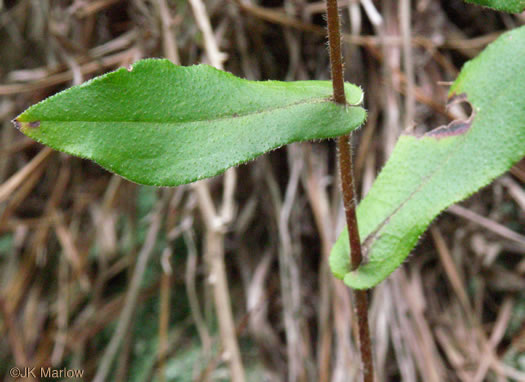 leaf or frond of Symphyotrichum georgianum, Georgia Aster