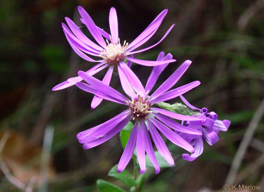 image of Symphyotrichum georgianum, Georgia Aster