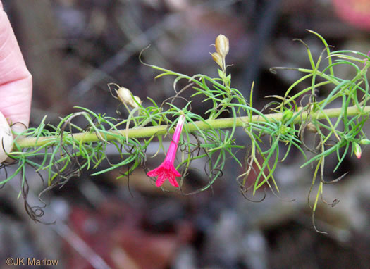 image of Ipomopsis rubra, Standing-cypress, Spanish-larkspur