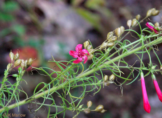 image of Ipomopsis rubra, Standing-cypress, Spanish-larkspur