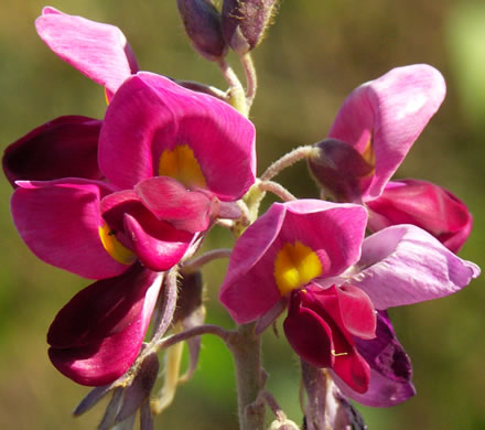 image of Pueraria montana var. lobata, Kudzu, Foot-a-Day