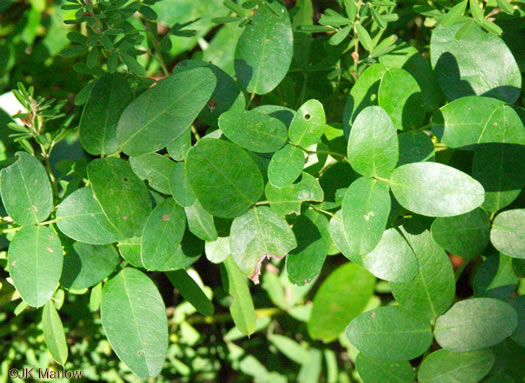 image of Galactia regularis, Downy Milkpea, Hairy Milkpea, Twining Milkpea, Eastern Milkpea