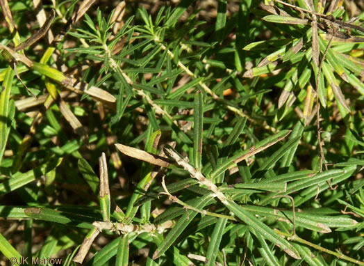 image of Ionactis linariifolia, Stiffleaf Aster, Flaxleaf Aster, Spruce Aster