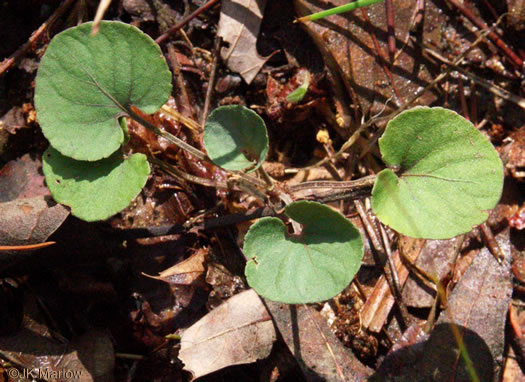 image of Viola walteri, Walter's Violet, Prostrate Blue Violet