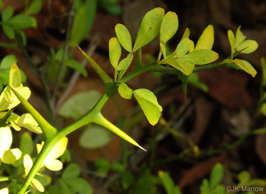 image of Citrus trifoliata, Trifoliate Orange, Hardy Orange