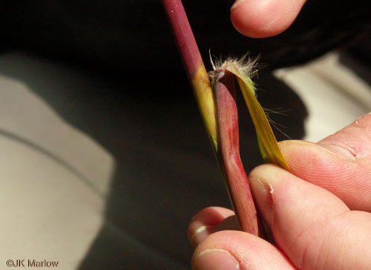 image of Erianthus alopecuroides, Silver Plumegrass