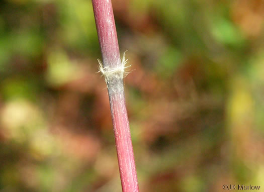 image of Erianthus alopecuroides, Silver Plumegrass
