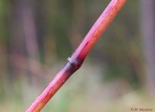 image of Erianthus contortus, Bent-awn Plumegrass
