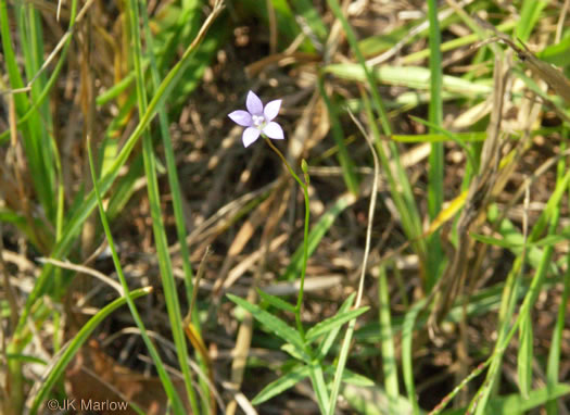 image of Wahlenbergia marginata, Wahlenbergia, Asian Rockbell, Asiatic bellflower, Southern Rockbell