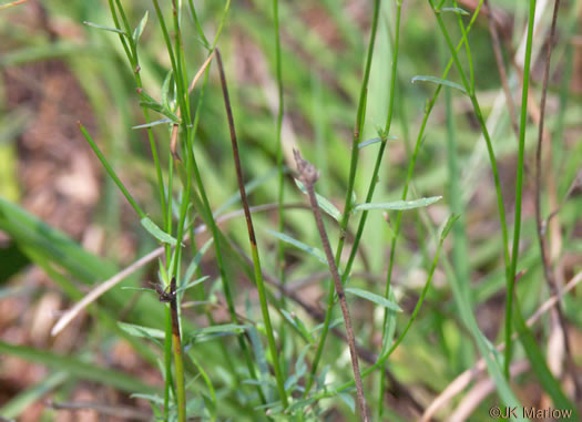 image of Wahlenbergia marginata, Wahlenbergia, Asian Rockbell, Asiatic bellflower, Southern Rockbell