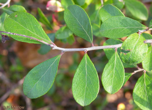image of Vaccinium arboreum, Sparkleberry, Farkleberry