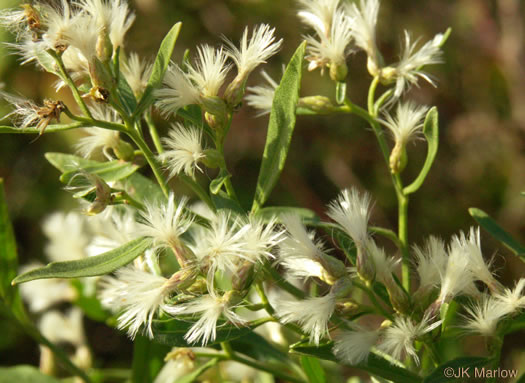 image of Baccharis halimifolia, Silverling, Groundsel-tree, Consumption-weed, Sea-myrtle