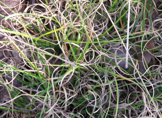 Danthonia spicata, Poverty Oatgrass, Moonshine Grass, 'Curly Dan'